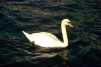 Cigno