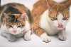 Due gattini