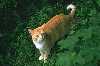 Gattino