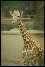 Giraffa