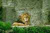 Leone