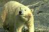 Orso
