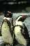Pinguini