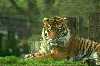 Tigre