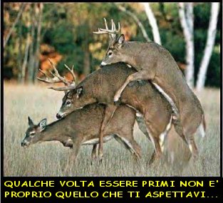 Immagine selezionata